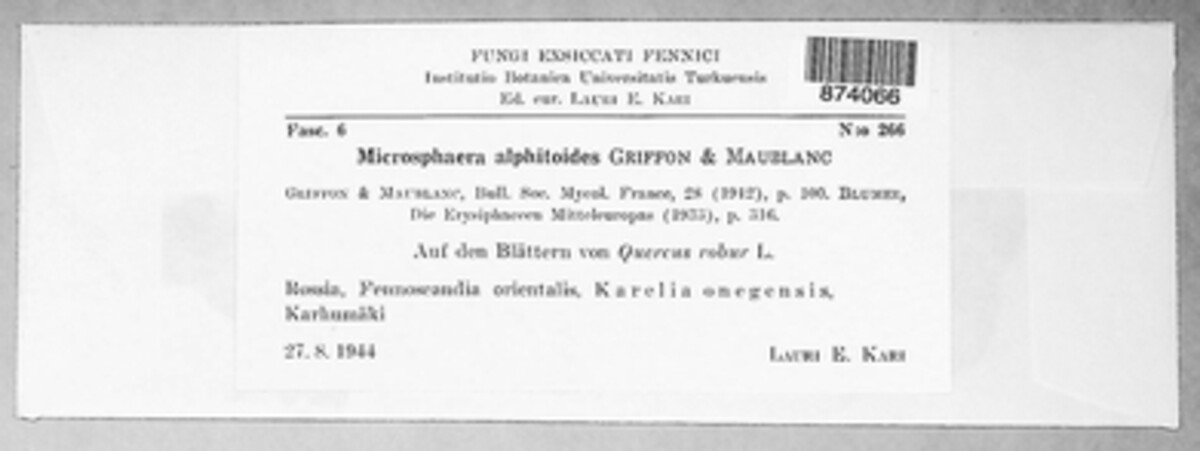 Microsphaera alphitoides image